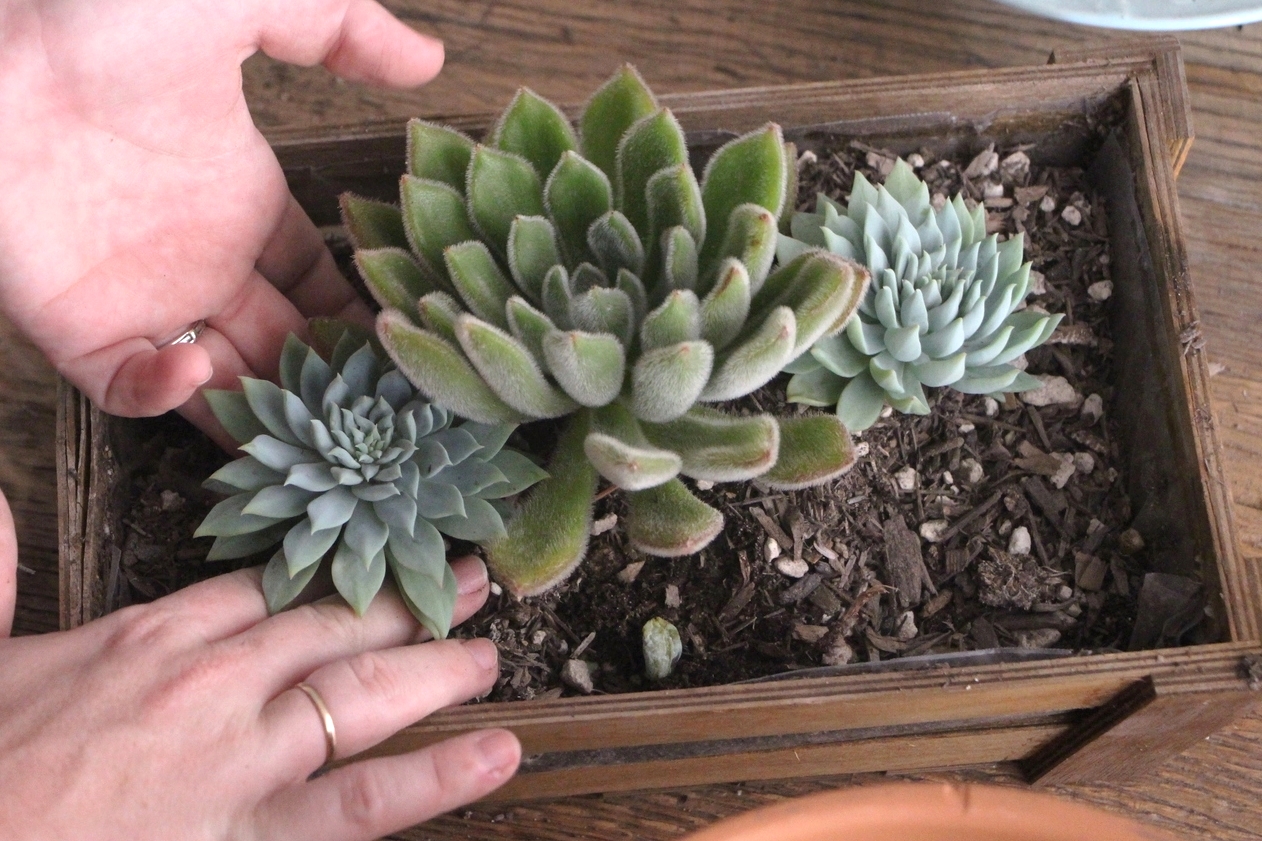 how-to-arrange-succulents-needles-and-leaves-needlesandleaves_net.jpg